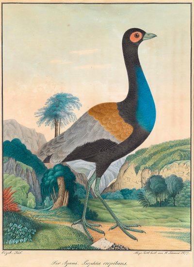 The Agami. Psophia crepitans. (Trumpet Bird) in a Lush Green Forest Landscape with Rocks by Aloys Zötl